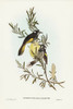 New Holland Honey-eater Poster Print - John Gould # VARPDX65830