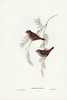 Fire-tailed Finch Poster Print - John Gould # VARPDX65824