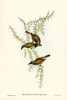 White-throated Honey-eater-Melithreptus albogularis Poster Print - John Gould # VARPDX65823