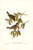Lunated Pachycephala-Pachycephala falcata Poster Print - John Gould # VARPDX65775