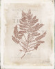 Sea Garden III Brown Poster Print - Katie Pertiet # VARPDX77167