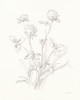 Nature Sketchbook VIII Poster Print - Danhui Nai # VARPDX75951