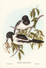 Black-throated Crow-Shrike-Cracticus nigrogularis Poster Print - John Gould # VARPDX65790