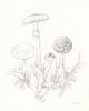 Nature Sketchbook II Poster Print - Danhui Nai # VARPDX75945
