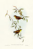 Forty-spotted Pardalote-Pardalotus quadragintus Poster Print - John Gould # VARPDX65791