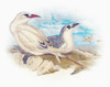 Sentimental Plumage I Poster Print - Steve Hunziker # VARPDX81922
