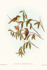 Green-backed Gerygone-Gerygone chloronotus Poster Print - John Gould # VARPDX65779