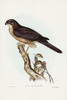 West Australian Goshawk-Astur cruentus Poster Print - John Gould # VARPDX65782