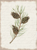 Pine Cone Botanical I Poster Print - Cindy Jacobs # VARPDXCIN3281