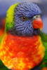 Rainbow lorikeet-native to Australia Poster Print - Adam Jones # VARPDXAU01AJE0006