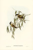 Black-throated Honey-eater-Melithreptus gularis Poster Print - John Gould # VARPDX65767