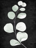 Stems 1 Poster Print - Kimberly Allen # VARPDXKARC2917B