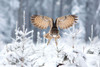 Eurasian Eagle-Owl Poster Print - Milan Zygmunt # VARPDX736962