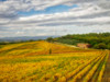Italy-Tuscany Colorful vineyard in autumn Poster Print - Julie Eggers # VARPDXEU16JEG1882