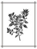Pressed 2 Poster Print - Kimberly Allen # VARPDXKARC2908B