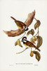 White-bellied Shrike-Tit-Falcunculus leucogaster Poster Print - John Gould # VARPDX65711