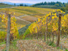 Italy-Tuscany Vineyard near Radda in Chianti in the fall Poster Print - Julie Eggers # VARPDXEU16JEG1733