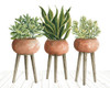Clay Pot Trio of Plants Poster Print - Cindy Jacobs # VARPDXCIN3164
