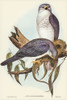 New Holland Goshawk-Astur Nova-Hollandix Poster Print - John Gould # VARPDX65486