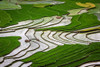 Vietnam -Rice paddies in the highlands of Sapa Poster Print - Tom Norring # VARPDXAS38TNO0540