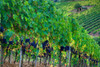 Italy-Tuscany Vineyard with grapes on the vine and small shed in the field Poster Print - Julie Eggers # VARPDXEU16JEG1357