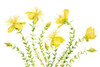 Hypericum Poster Print - Mandy Disher # VARPDX1879754