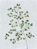 Green Fern II Poster Print - Asia Jensen # VARPDXJN685A