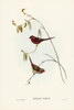 Crimson Finch-Estrelda Phaeton Poster Print - John Gould # VARPDX65535
