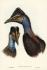 Bennetts Cassowary-Casuarius Bennetti Poster Print - John Gould # VARPDX65533
