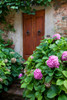 Italy-Tuscany-Pienza Hydrangeas at the entrance of a home in the streets of Pienza Poster Print - Julie Eggers # VARPDXEU16JEG1129