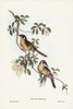 Singing Honey-eater-Ptilotis sonorus Poster Print - John Gould # VARPDX65480
