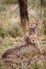 Cheetah cubs-Serengeti National Park-Tanzania-Africa Poster Print - Tom Norring # VARPDXAF45TNO0004
