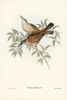 Streaked Honey-eater-Ptilotis filigera Poster Print - John Gould # VARPDX65491