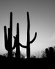 Saguaro Cactus near Tucson-Arizona Poster Print - Carol Highsmith # VARPDX64605