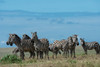 Plains zebras-Equus quagga-Ndutu-Ngorongoro Conservation Area-Serengeti-Tanzania Poster Print - Sergio Pitamitz # VARPDXAF45SPI0165