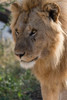 Lion-Panthera leo-Ndutu-Ngorongoro Conservation Area-Serengeti-Tanzania Poster Print - Sergio Pitamitz # VARPDXAF45SPI0041