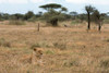 Lion-Panthera leo-Ndutu-Ngorongoro Conservation Area-Serengeti-Tanzania Poster Print - Sergio Pitamitz # VARPDXAF45SPI0076