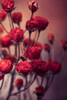 Red Flowers Poster Print - Incado # VARPDXIN32774