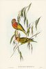 Varied Lorikeet-Trichoglossus versicolor Poster Print - John Gould # VARPDX65415