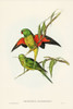 Scaly-breasted Lorikeet-Trichoglossus chlorolepidotus Poster Print - John Gould # VARPDX65380