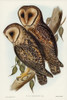 Masked Barn Owl-Strix Personata Poster Print - John Gould # VARPDX65372