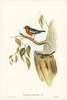 Flame-breasted Robin-Petroica phoenicea Poster Print - John Gould # VARPDX65371