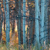 Fall Birch II Poster Print - Carol Robinson # VARPDX45214