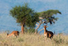 Cokes hartebeest-Alcelaphus buselaphus cokii-with its calf-Lualenyi-Tsavo-Kenya Poster Print - Sergio Pitamitz # VARPDXAF21SPI0485