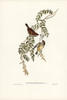 Tasmanian Acanthiza-Acanthiza Diemenensis Poster Print - John Gould # VARPDX65363