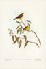 White-throated Gerygone-Gerygone albogularis Poster Print - John Gould # VARPDX65364