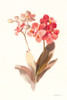Autumn Orchid II Poster Print - Danhui Nai # VARPDX75560