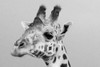 Portrait of a giraffe-Giraffa camelopardalis-Tsavo-Kenya Poster Print - Sergio Pitamitz # VARPDXAF21SPI0420