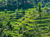Indonesia-Bali-Ubud-Tegallalang Rice Terraces near Ubud Poster Print - Terry Eggers # VARPDXAS11TEG0040
