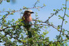 A lilac-breasted roller-Coracias caudatus-on a branch-Tsavo-Kenya Poster Print - Sergio Pitamitz # VARPDXAF21SPI0397